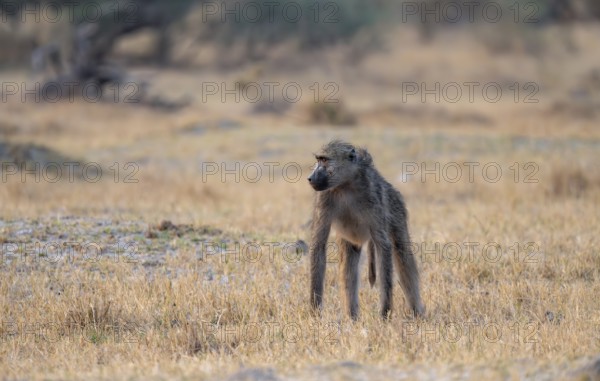 Bear baboon (Papio ursinus) in dry meadow, Third Bridge, Okavango Delta, Moremi Game Reserve, Botswana