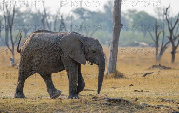 African elephant (Loxodonta africana), young animal, Okavango Delta, Moremi Game Reserve, Botswana