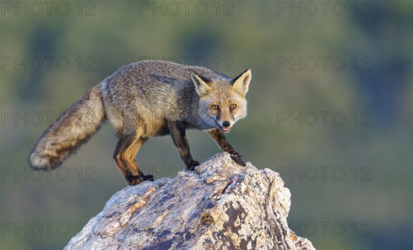 Red fox (Vulpes vulpes) in early morning light on a rock, Sierra de San Pedro, Extremadura, Spain