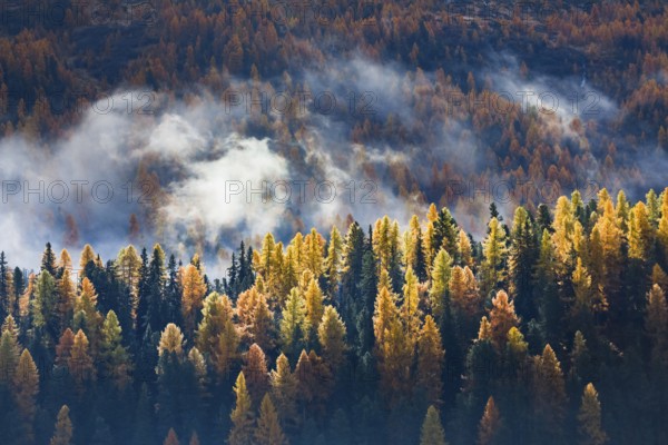 Coniferous forest with larches and spruces interspersed with fog, Engadin, Canton Graubünden, Switzerland