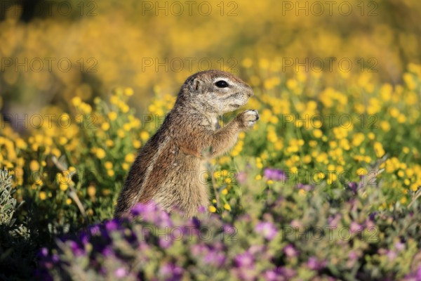 Cape bristle-thighed squirrel (Xerus inauris), adult, standing upright, feeding, flower meadow, Mountain Zebra National Park, Eastern Cape, South Africa
