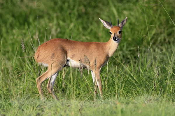 Steenbok (Raphicerus campestris), adult, male, foraging, vigilant, dwarf antelope, Kruger, Kruger National Park, South Africa