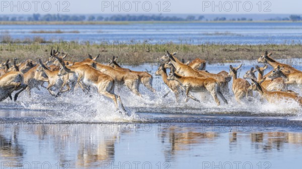Red Lechwe herd, Kobus leche, running for crossing the Chobe river. Wild antelopes in natural habitat action, showing water crossing and agile movement. Chobe National Park, Botswana