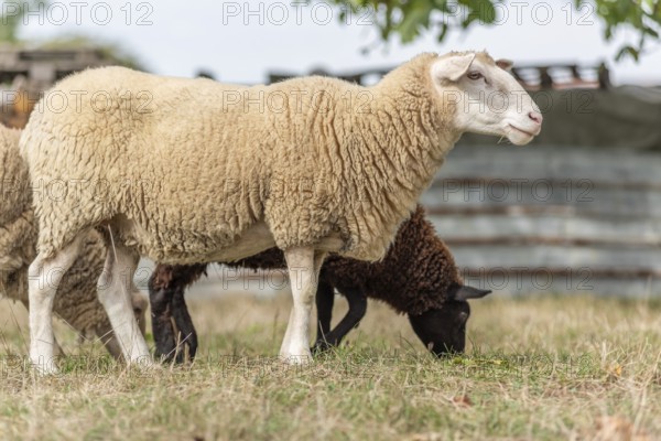 Een wit schaap staat rustig in een veld, terwijl een bruin schaap onder het witte schaap in het grass aan het grazen is. Bas Rhin, Alsace, France