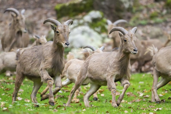 Barbary sheep (Ammotragus lervia) rams running over a meadow, Bavaria, Germany