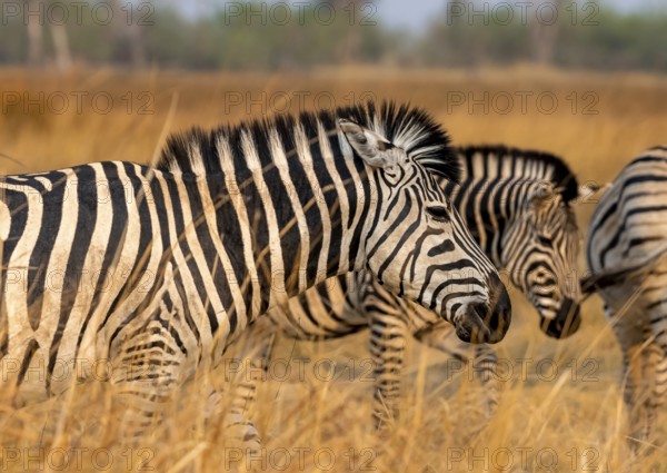 Steppe zebra (Equus quagga), animal portrait in dry grass, Okavango Delta, Moremi Game Reserve, Botswana