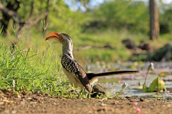 Southern Yellow-billed Hornbill (Tockus leucomelas), Red-ringed Hornbill, adult, on ground, alert, foraging, Kruger, Kruger National Park, South Africa