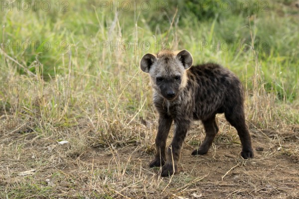 Spotted hyena (Crocuta crocuta), spotted hyena, young animal, alert, curious, Kruger, Kruger National Park, South Africa