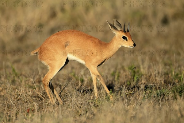 Steenbok (Raphicerus campestris), adult, male, foraging, vigilant, dwarf antelope, Kruger, Kruger National Park, South Africa