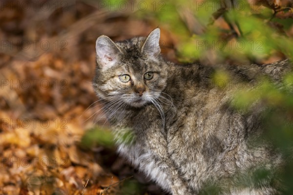 European wildcat (Felis silvestris silvestris) standing in a forest in autumn, portrait, Bavaria, Germany
