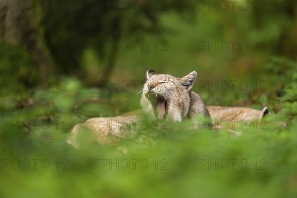 Eurasian lynx (Lynx lynx) lying in a forest in autumn, Bavaria, Germany