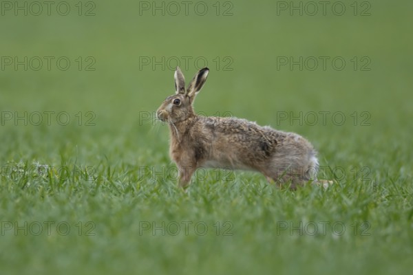 European brown hare (Lepus europaeus) adult animal stretching in a farmland cereal field in springtime, England, United Kingdom