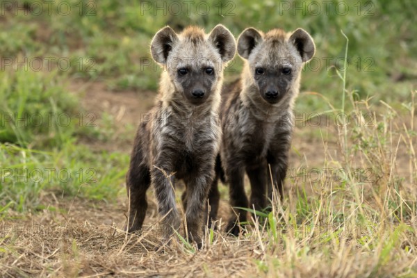 Spotted hyena (Crocuta crocuta), spotted hyena, cubs, two, siblings, alert, curious, together, Kruger, Kruger National Park, South Africa