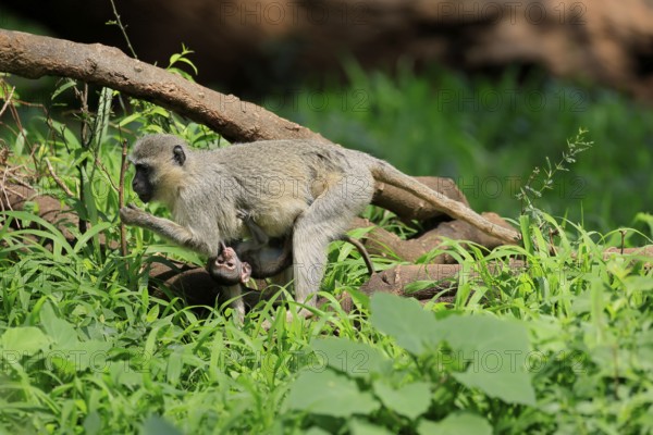 Vervet Monkey (Chlorocebus pygerythrus), mother, female, adult, kitten, baby, together, sheltered, foraging, Kruger, Kruger National Park, South Africa