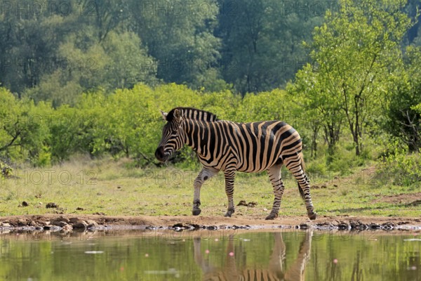 Burchell's zebra (Equus quagga burchelli), Burchell's zebra, adult, at the water, waterhole, running, Kruger, Kruger National Park, South Africa