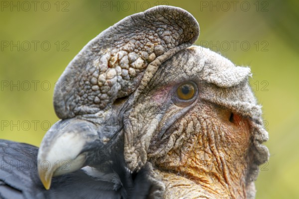 Andean condor (Vultur gryphus), Condor male perched on a rock, Portrait, Close-up, Cotopaxi national park, Cotopaxi, Napo and Pichincha provinces, Ecuador, South America