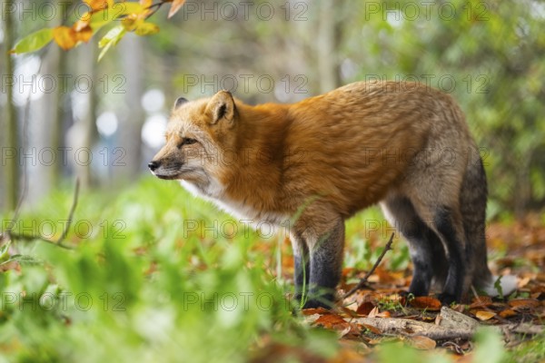 Red fox (Vulpes vulpes) standing in a forest in autumn, Bavaria, Germany