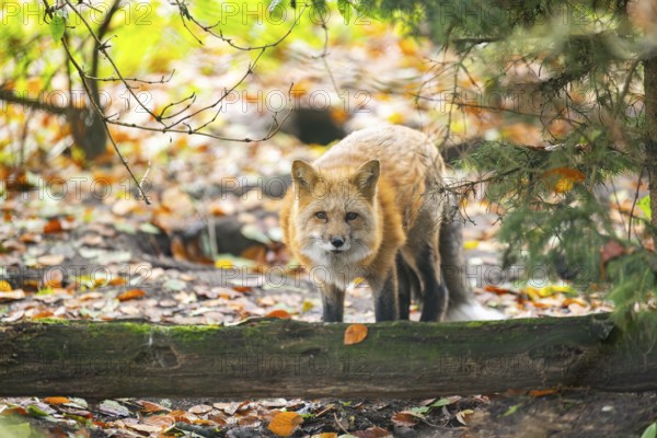 Red fox (Vulpes vulpes) standing in a forest in autumn, Bavaria, Germany