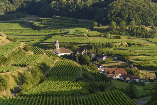 Het uitzicht toont een schilderachtig dorp omringd door uitgestrekte wijngaarden op de heuvels, met een kronkelige Weg die door het landschap slingert tijdens de namiddag. Vogtsburg im Kaiserstuhl, Germany