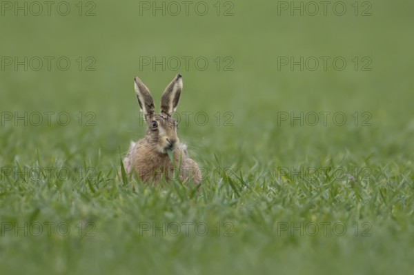 European brown hare (Lepus europaeus) adult animal feeding in a farmland cereal field in springtime, England, United Kingdom
