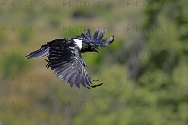 Shield raven (Corvus albus), adult, flying, calling, Mountain Zebra National Park, South Africa