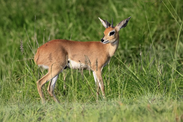 Steenbok (Raphicerus campestris), adult, male, foraging, vigilant, dwarf antelope, Kruger, Kruger National Park, South Africa