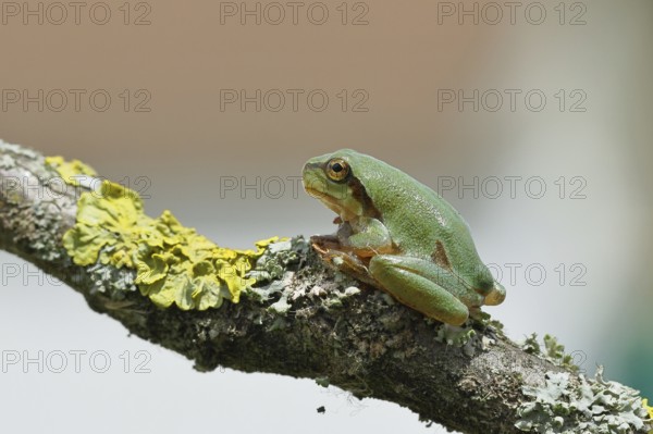 European tree frog (Hyla arborea) sitting on a lichen-covered branch in its natural environment, close-up, Lake Neusiedl National Park, Burgenland, Austria