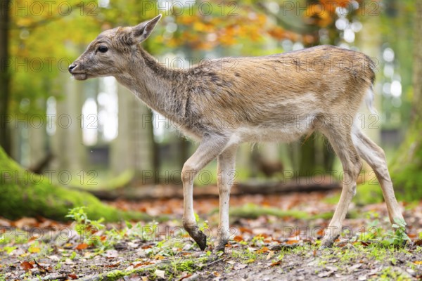 European fallow deer (dama dama) fawn walking in a forest on a foggy day in autumn, Bavaria, Germany