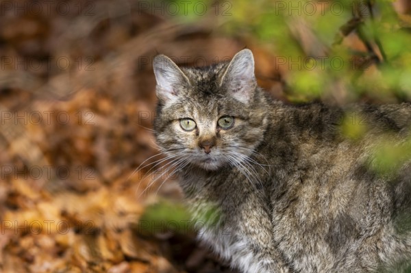 European wildcat (Felis silvestris silvestris) standing in a forest in autumn, portrait, Bavaria, Germany