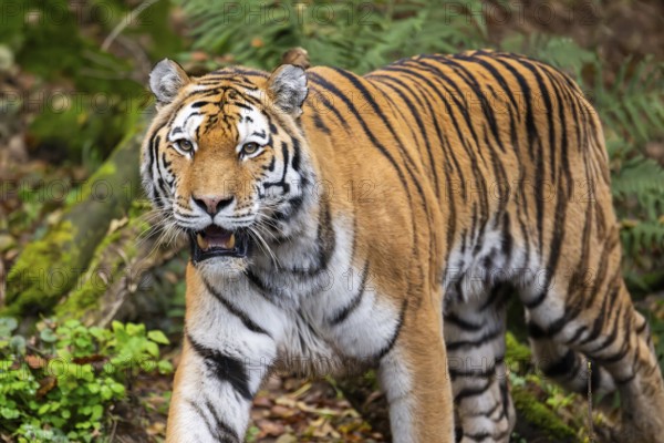 Siberian tiger or Amur tiger (Panthera tigris altaica) walking on the ground in autumn, captive, Germany