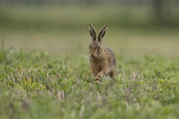 European brown hare (Lepus europaeus) adult animal running in a farmland field in springtime, England, United Kingdom