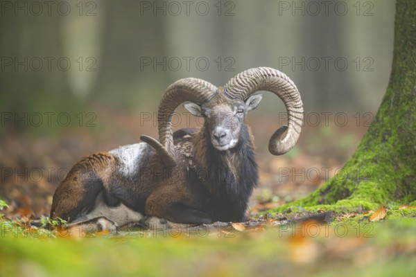 European mouflon (Ovis aries musimon) ram (male) lying in a forest in autumn, Bavaria, Germany