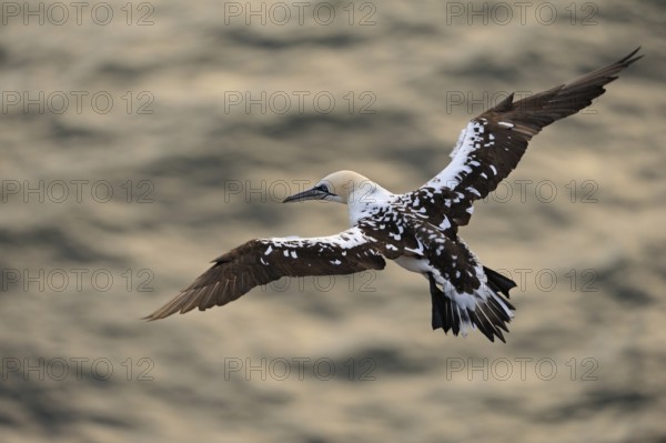 Golden light... Northern gannet (Morus bassanus), already older young bird in flight over the water of the North Sea near Heligoland, gliding seemingly effortlessly, weightlessly through the air while hunting for fish, top view, beautiful plumage structures, black and white juvenile plumage, typical seabird, bird of the open sea, Aufischt, beautiful soft light, wildlife, native nature, Heligoland, Schleswig-Holstein, Germany, Western Europe