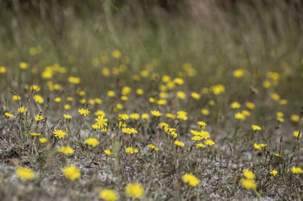 Hawkweed (Hieracium), Emsland, Lower Saxony, Germany
