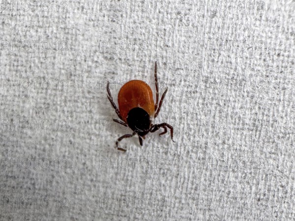 Extreme close-up of Castor Bean Tick (Ixodes ricinus) female shield tick after tick bite with complete removal from skin for determination of tick species placed on paper pulp paper, Baden-Württemberg, Germany