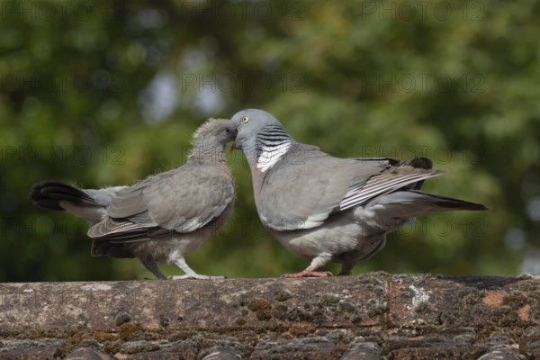 Wood pigeon (Columba palumbus) two birds with a juvenile squab bird being fed by an adult parent bird on an urban house rooftop, England, United Kingdom