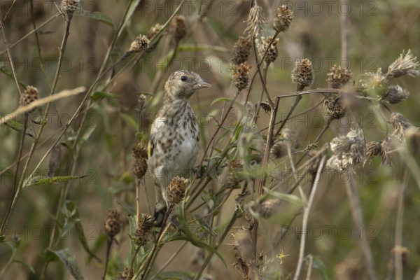 European goldfinch (Carduelis carduelis) juvenile bird on a Knapweed seed head, England, United Kingdom