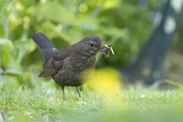 Eurasian blackbird (Turdus merula) adult female bird collecting worms on a garden grass lawn, England, United Kingdom