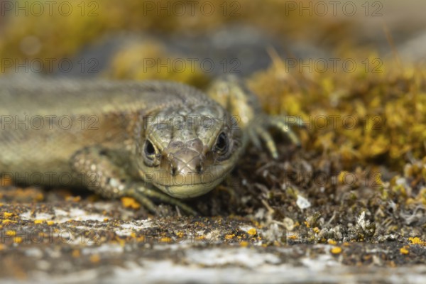Common lizard (Zootoca vivipara) adult reptile resting on a wooden sleeper, England, United Kingdom