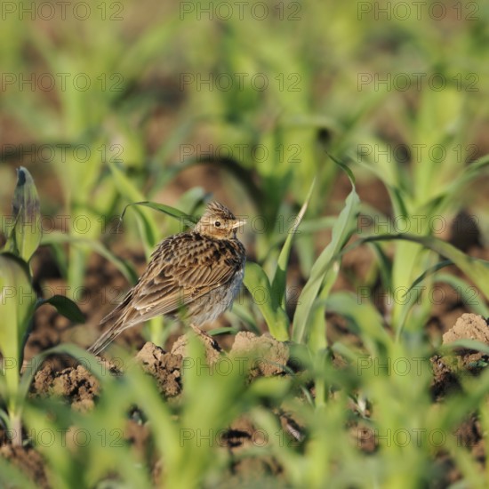 In young maize... Skylark (Alauda arvensis), well-known native songbird, typical character bird of open fields, suffers from the large-scale monocultures of intensive agriculture, highly endangered field and meadow breeder, Lower Rhine, Rhineland, North Rhine-Westphalia, Germany, Western Europe