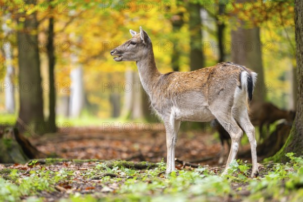 European fallow deer (dama dama) doe standing in a forest on a foggy day in autumn, Bavaria, Germany