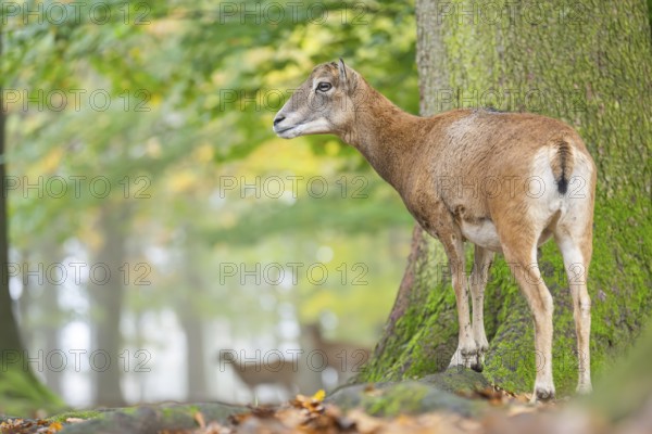 European mouflon (Ovis aries musimon) sheep (female) standing in a forest in autumn, Bavaria, Germany