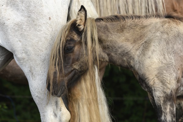 Twee paarden staan dicht bij elkaar, waarbij het ene paard zijn staart gebruikt als een interactief speelmateriaal. De zon verlicht de omgeving zachtjes. Bas Rhin, Alsace, France