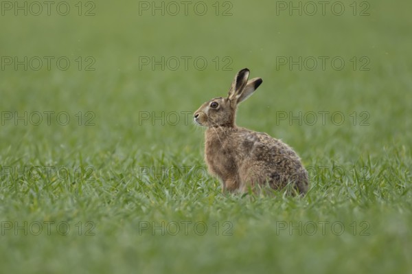European brown hare (Lepus europaeus) adult animal in a farmland cereal field in springtime, England, United Kingdom