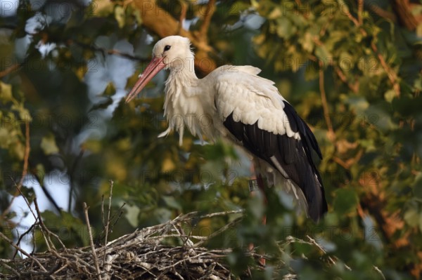 High up in the poplars... White stork (Ciconia ciconia) on its nest in the trees, young adult bird stands in its natural eyrie in the early morning light, waiting for its mate, stork ringed in the Netherlands, Meerbusch, Rhein-Kreis Neuss, North Rhine-Westphalia, Rhineland, Germany, Western Europe