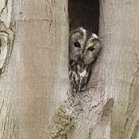 Who's looking... Tawny owl (Strix aluco), native, generally known owl looks out of its natural cave, tree cave, breeding cave, looks after the right, checks surroundings, control view, native nature, Rhineland, North Rhine-Westphalia, Germany, Western Europe
