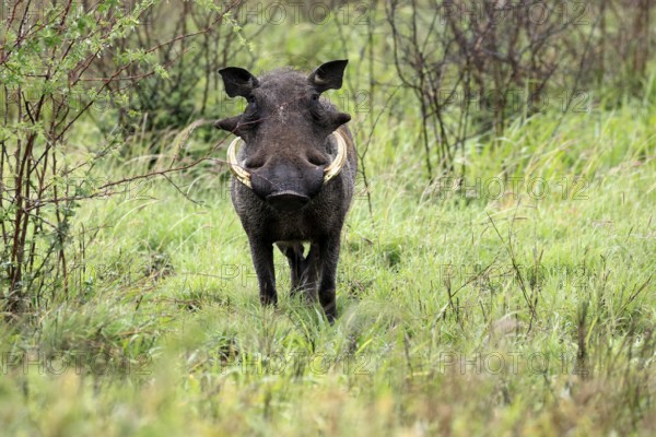 Warthog (Phacochoerus africanus), adult, male, foraging, alert, Kruger, Kruger National Park, South Africa