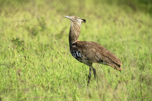 Kori Bustard (Ardeotis kori), Kori Bustard, adult, foraging, alert, Kruger, Kruger National Park, South Africa