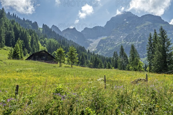 Meadow in bloom with Äußere Widderstein Alpe, behind Großer Widderstein, Bärgunttal, near Baad, Kleinwalsertal, Vorarlberg, Austria