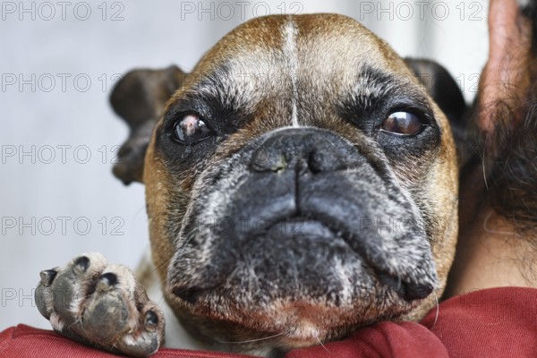 Sad French Bulldog dog with partly healed surgical implanted conjunctival flap covering eye used as treatment of deep corneal injury caused by Neurogenic Keratoconjunctivitis Sicca